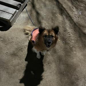 믹스견 동키를 찾습니다