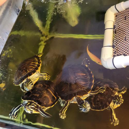 거북이 무료분양합니다