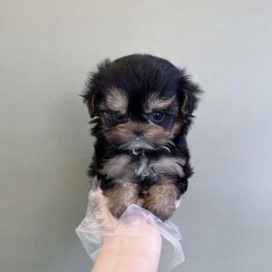 분양시기 놓친아이 10만원 책임비만 받아요