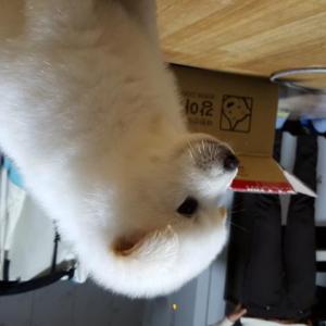 진돗개 강아지를 찾습니다