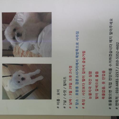 (의정부 호원동)말티즈를 애타게 찾고있어요