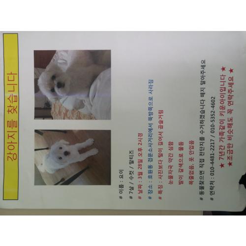 (의정부 호원동)말티즈를 애타게 찾고있어요