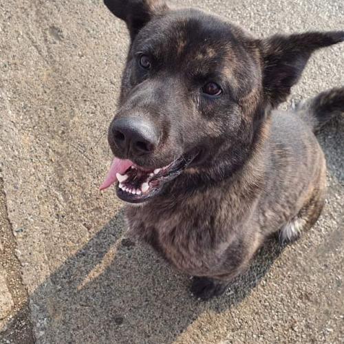 래브라도리트리버