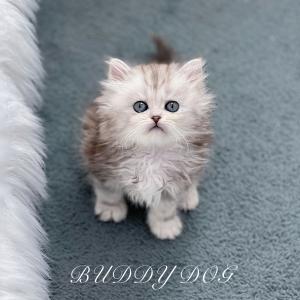 실버태비 페르시안 친칠라 암컷 고양이 분양합니다 전국 당일 이동 분양 가능 추가 비용 절대x 인천고양이분양 페르시안분양