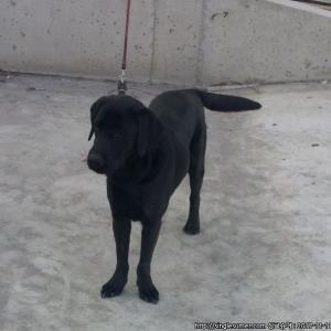 경주시 강동면 검정색 큰개 찾습니다!!