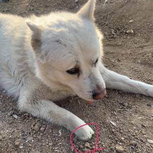 차돌이를 찾습니다