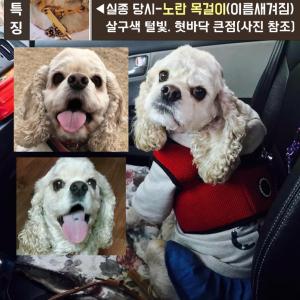 (사례금300) 10일째,코카스파니엘찾습니다(혀에점/살구색털/노란목걸이)
