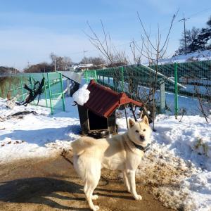 진돗개 명덕이를 찾습니다