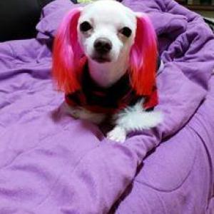 인천 남구 숭의동에서 잃어버린 뾰롱이를 찾습니다..