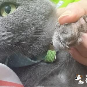 긴급 고양이 찾습니다