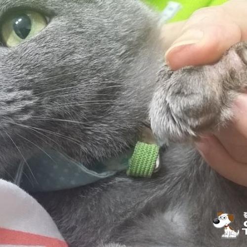 긴급 고양이 찾습니다