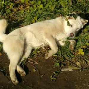 제주 서귀포시 우남동, 우리 <상순이>를 찾습니다!!