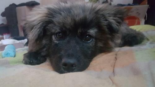 강아지 분양합니다!