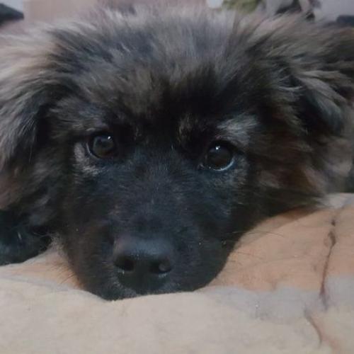 강아지 분양합니다!