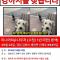 김해시 생림면 잃어버린 미니어쳐슈나우저(흰색-수컷) 찾습니다.