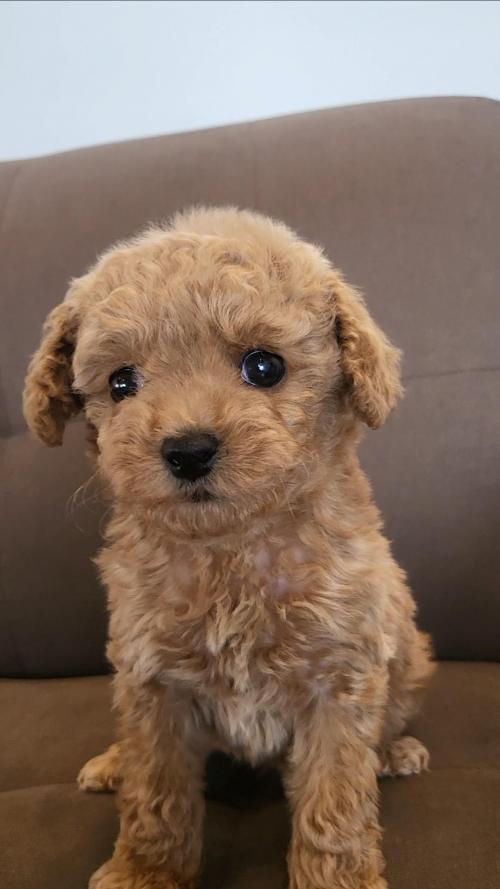 3개월된 푸들 아가 무료분양드립니다