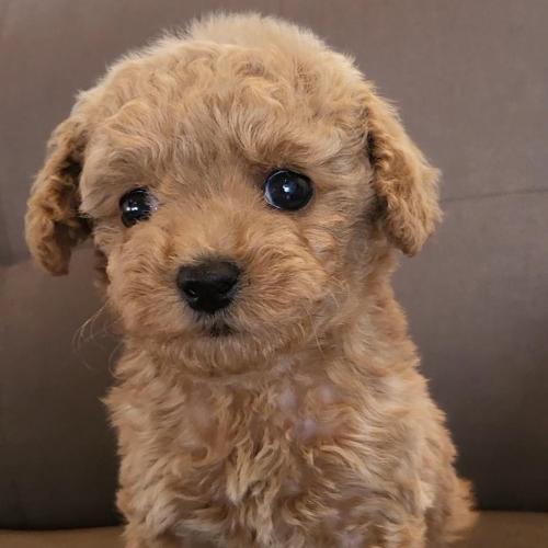 3개월된 푸들 아가 무료분양드립니다