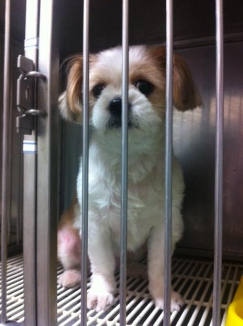 암컷 시츄 보호 중입니다. (서울 강남구 대치역 부근)