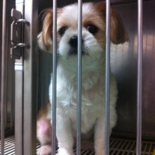 암컷 시츄 보호 중입니다. (서울 강남구 대치역 부근)