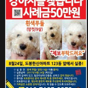 [사례금 50만원] 서울시 도봉구 도봉동 한신아파트 9살 흰색 푸들입니다.