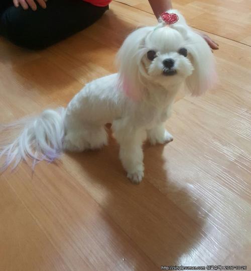 강아지찾습니다