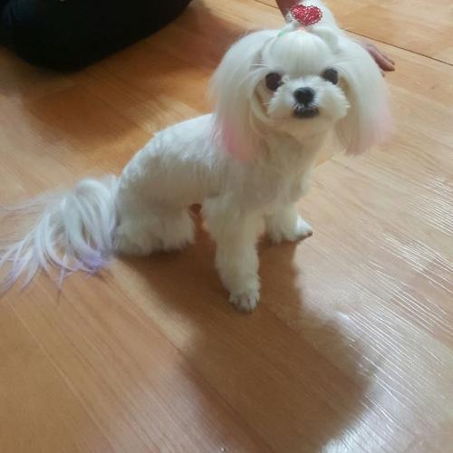 강아지찾습니다