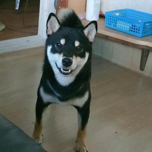 생리면에서 잃어버린 모찌를 찾습니다