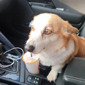 충주 꼬리있는 웰시코기 찾습니다