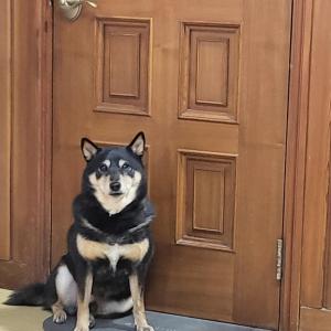 부산 서구 검은색 시바견 찾습니다.