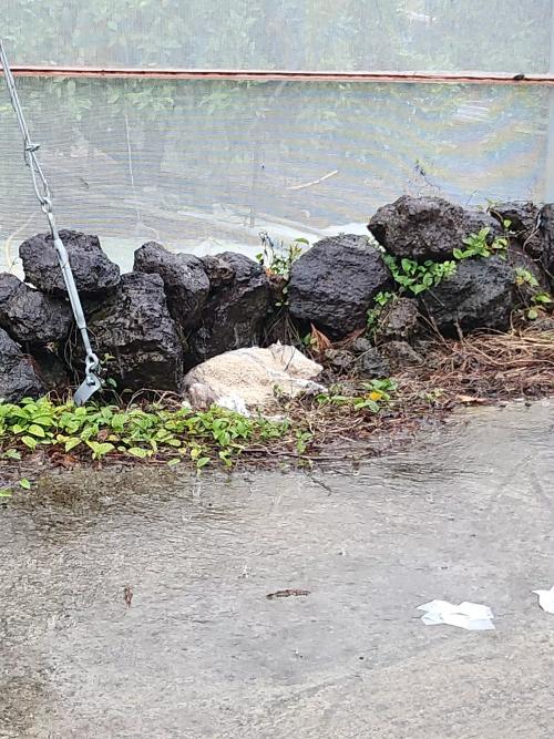 유기견 구조요청