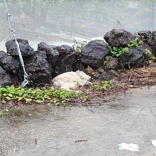 유기견 구조요청