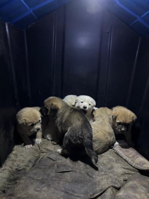 시고르자브종 귀여운 아이들 무료분양 도와주세요