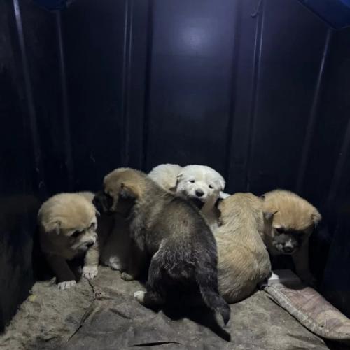 시고르자브종 귀여운 아이들 무료분양 도와주세요