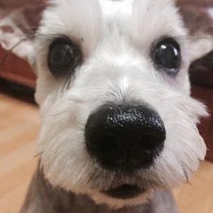 깜이를 찾습니다