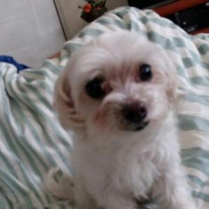 여아 말티즈 찾습니다