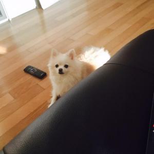 파주 문산읍 선유리 흰색포메 땡깡이를 찾아주세요 부탁드립니다.