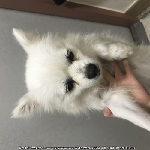 흰색 스피츠 보호중입니다.