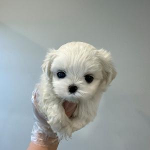 미니말티즈 왕자님 분양합니당