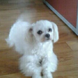 광명동에서 말티즈 수컷 분실함. 찾고있습니다 ㅠ