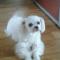 광명동에서 말티즈 수컷 분실함. 찾고있습니다 ㅠ