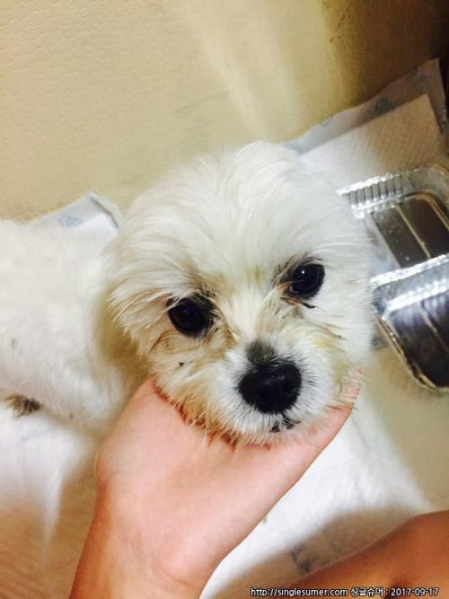 경기 의정부시 말티즈 보호중이에요