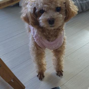 토이푸들 찾습니다