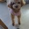 토이푸들 찾습니다