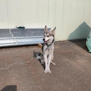 잃어버린 우리 마루찾습니다