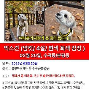 믹스견 찾아요 금천동분평동수곡동