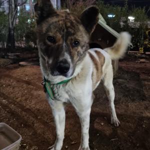 믹스대형견 ..사례금드려요