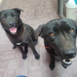 블랙리트리버 2마리 반려견을 찾습니다