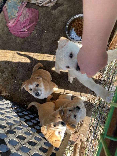 시고르자브종 분양!!급해요!!!