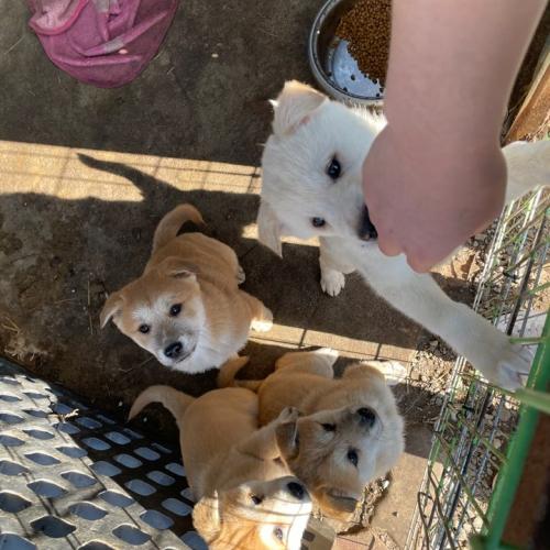 시고르자브종 분양!!급해요!!!