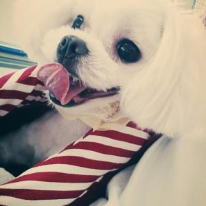 마르티즈암컴강아지찾습니다